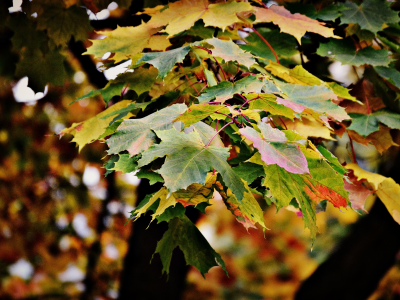 Осенние листья, вид
