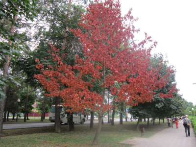 дерево, осень, листья