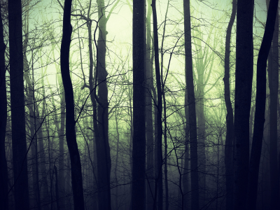 лес, природа, темнота, туман