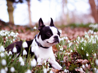 цветы, собака, весна