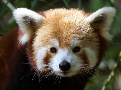 мордочка, firefox, ailurus fulgens, малая панда