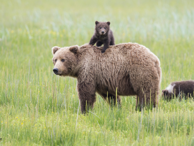 аляска, медведи, alaska, lake clark national park, медведица
