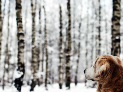 собака, лес, зима