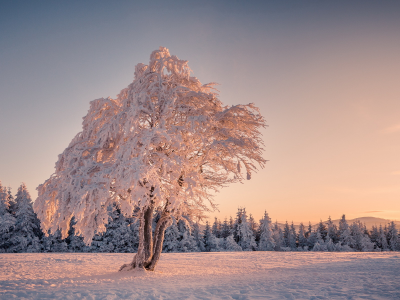дерево, поле, зима
