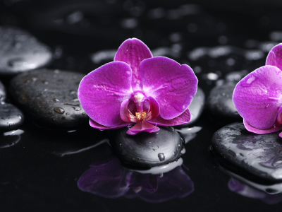 phalaenopsis, beauty, petals, water, orchid, drops, purple, flowers, tenderness, black stones