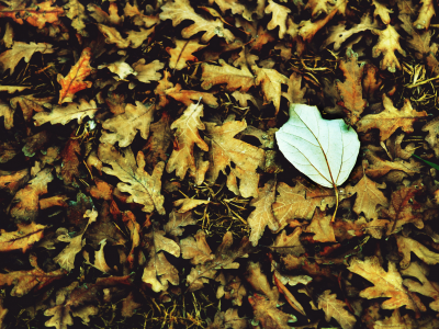 макро, macro, осень, листик, листочки, leave, белый, листья