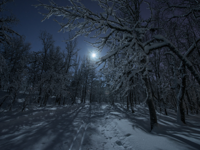 ночь, свет, лес, дорога, зима, снег, луна