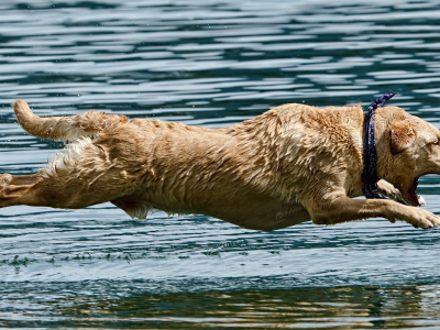 прыжок, собака, вода
