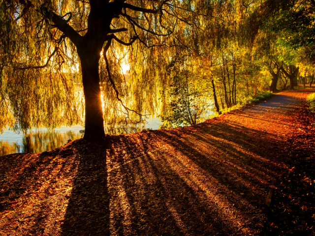 walk, nature, river, leaves, autumn, path, forest, colors, colorful, fall, trees, road, park