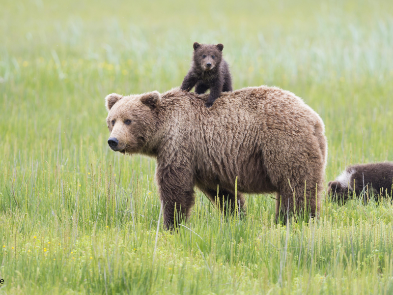 аляска, медведи, alaska, lake clark national park, медведица