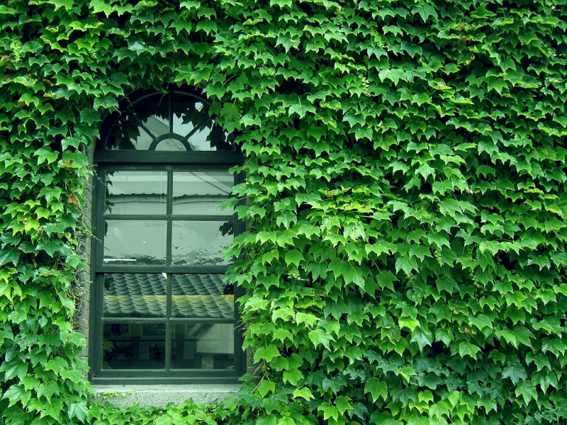 glass, pattern, wall, window, green