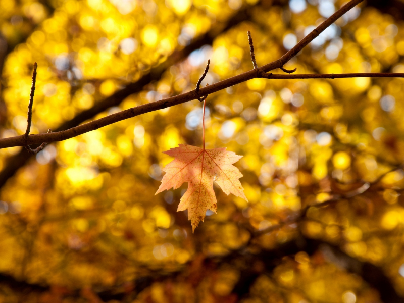 autumn, листья, макро, листик, leaves, листочек, желтый, осень