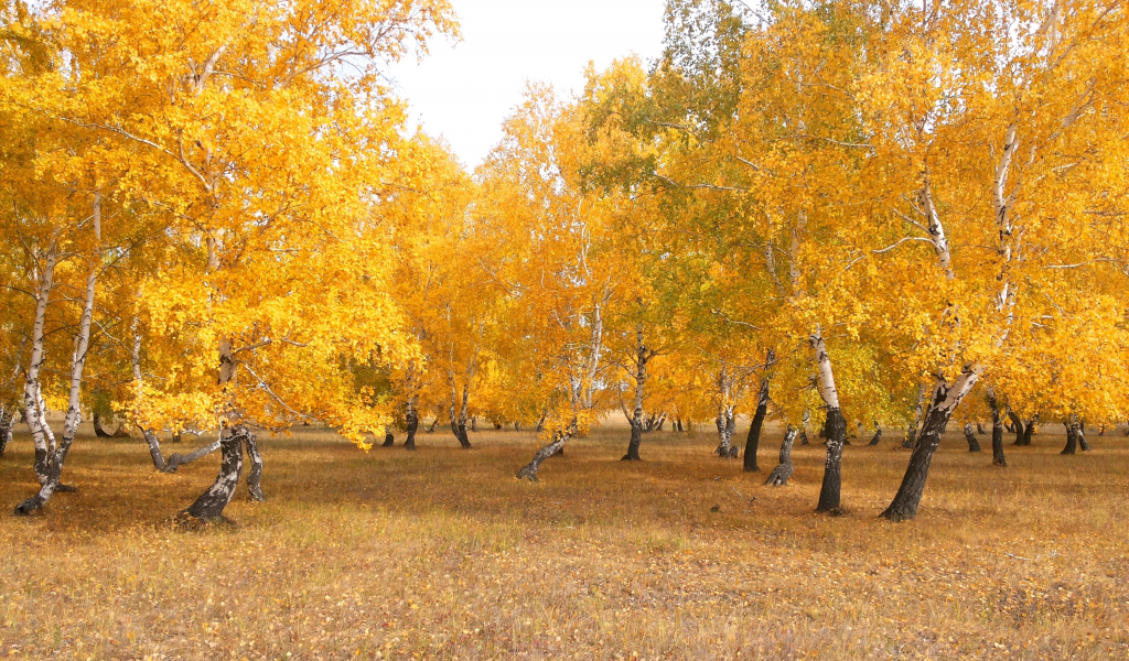 осень, лес, чимбай, береза, желтый, астана, береке, природа, казахстан