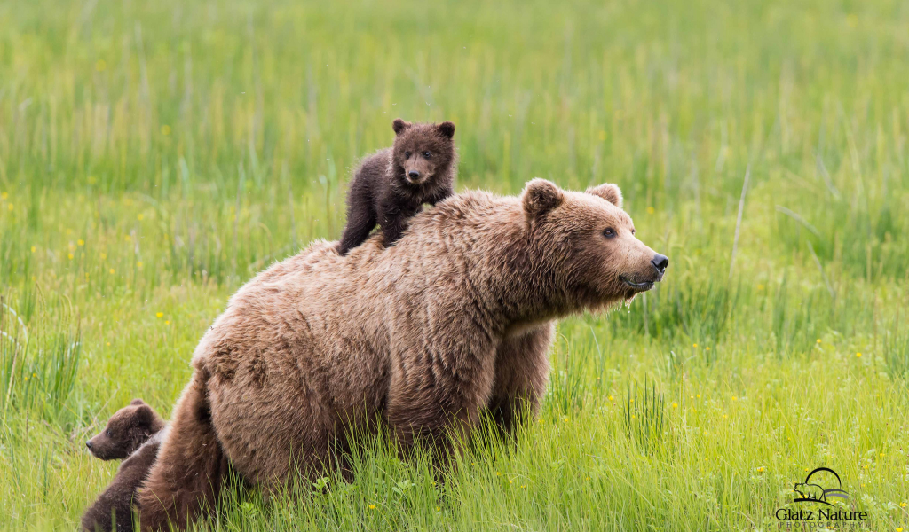 медведи, медведь, спиногрызы, семья, маленькие, трава