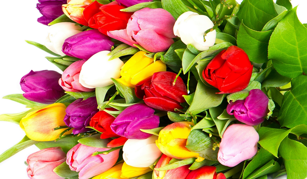 bright, flowers, pink, white, varicoloured, tulips, bouquet, red, petals, violet, beauty, yellow