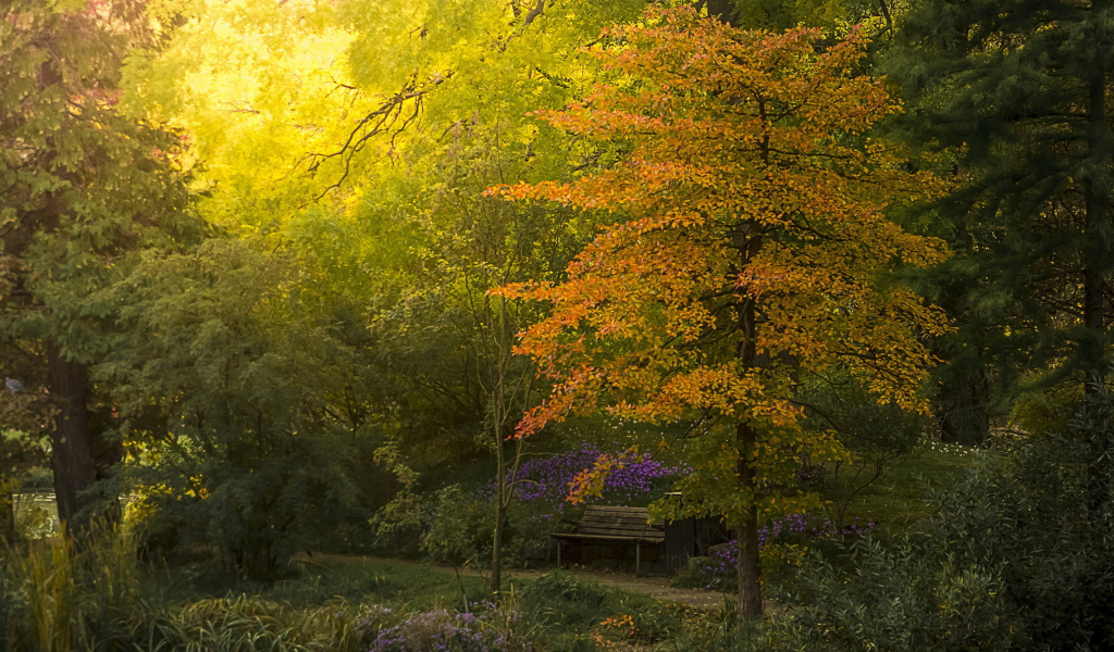 осень, ботанический, сад, скамейка, деревья, кустарники