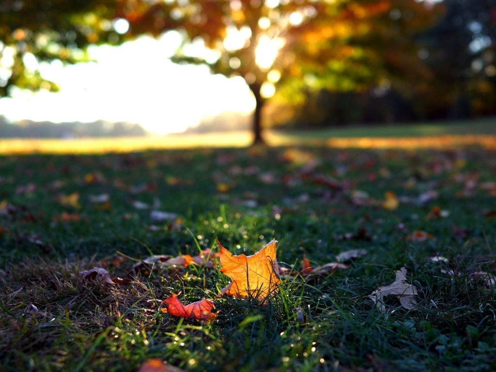 autumn, листья, листопад, макро, осень, листочки, трава