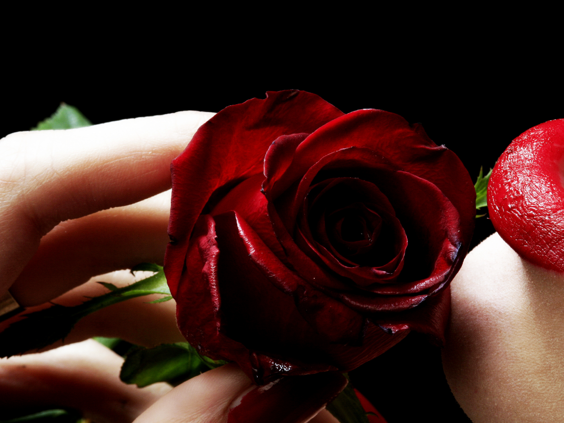 красная помада, черный фон, цветок, девушка, роза