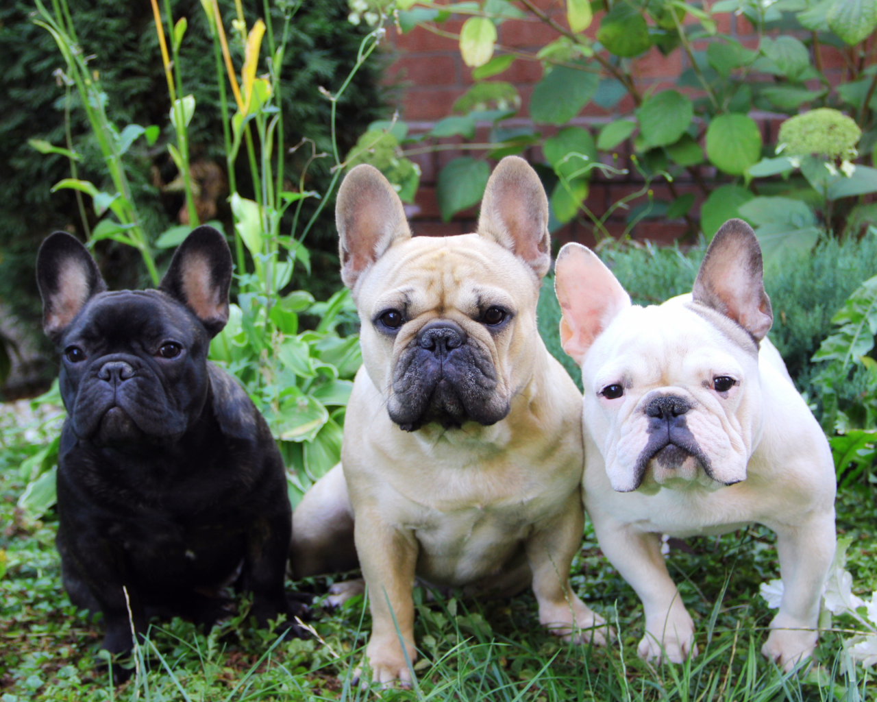 трава, три собаки, французский бульдог, french bulldog, лето