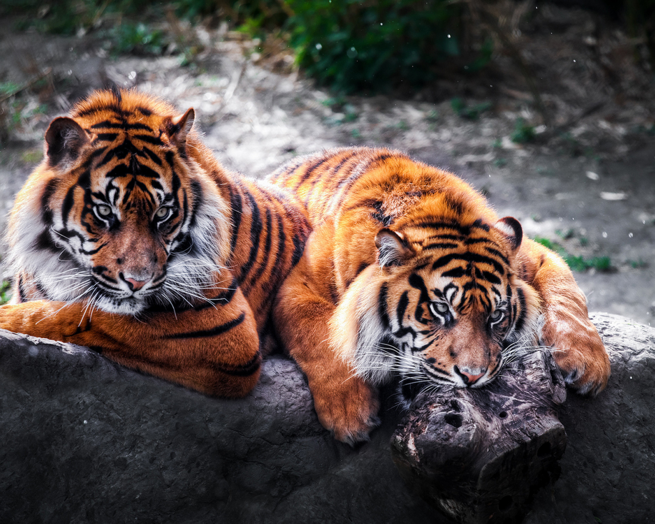 тигры, хищники, пара, дикие кошки, камень