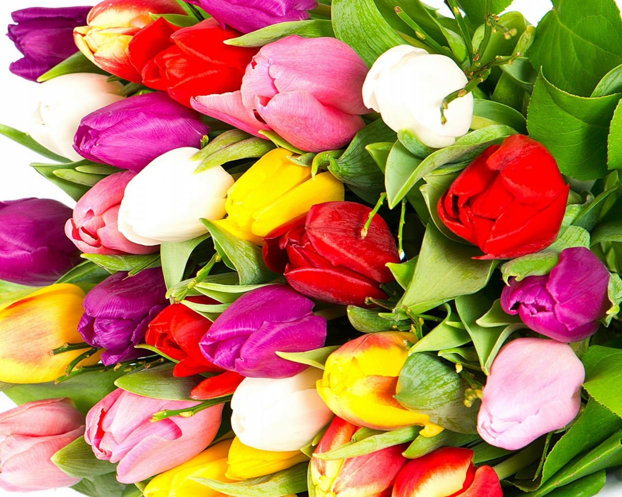 bright, flowers, pink, white, varicoloured, tulips, bouquet, red, petals, violet, beauty, yellow