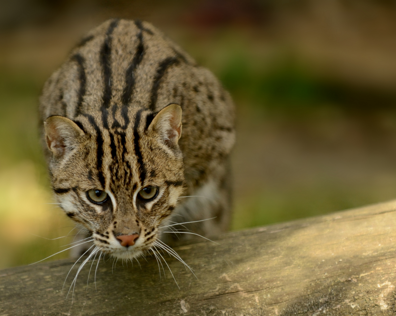 кот рыболов, рыболов, кошка, кот, fishing cat