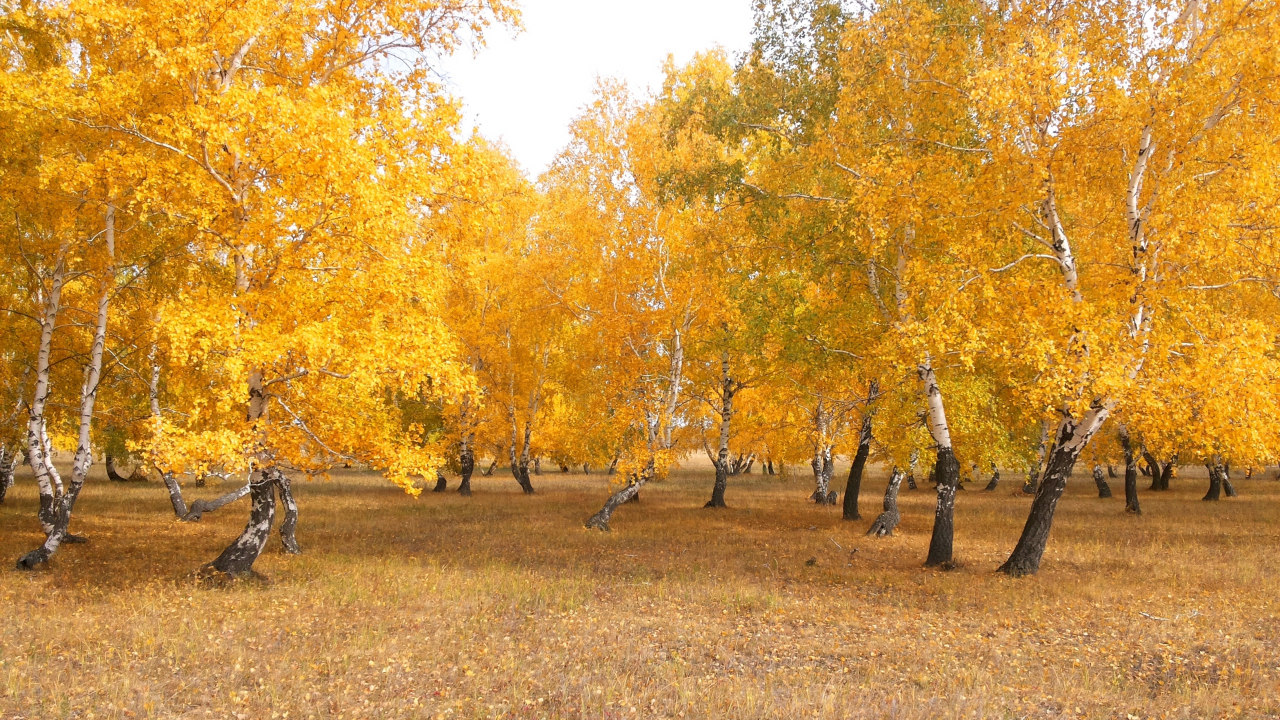 осень, лес, чимбай, береза, желтый, астана, береке, природа, казахстан