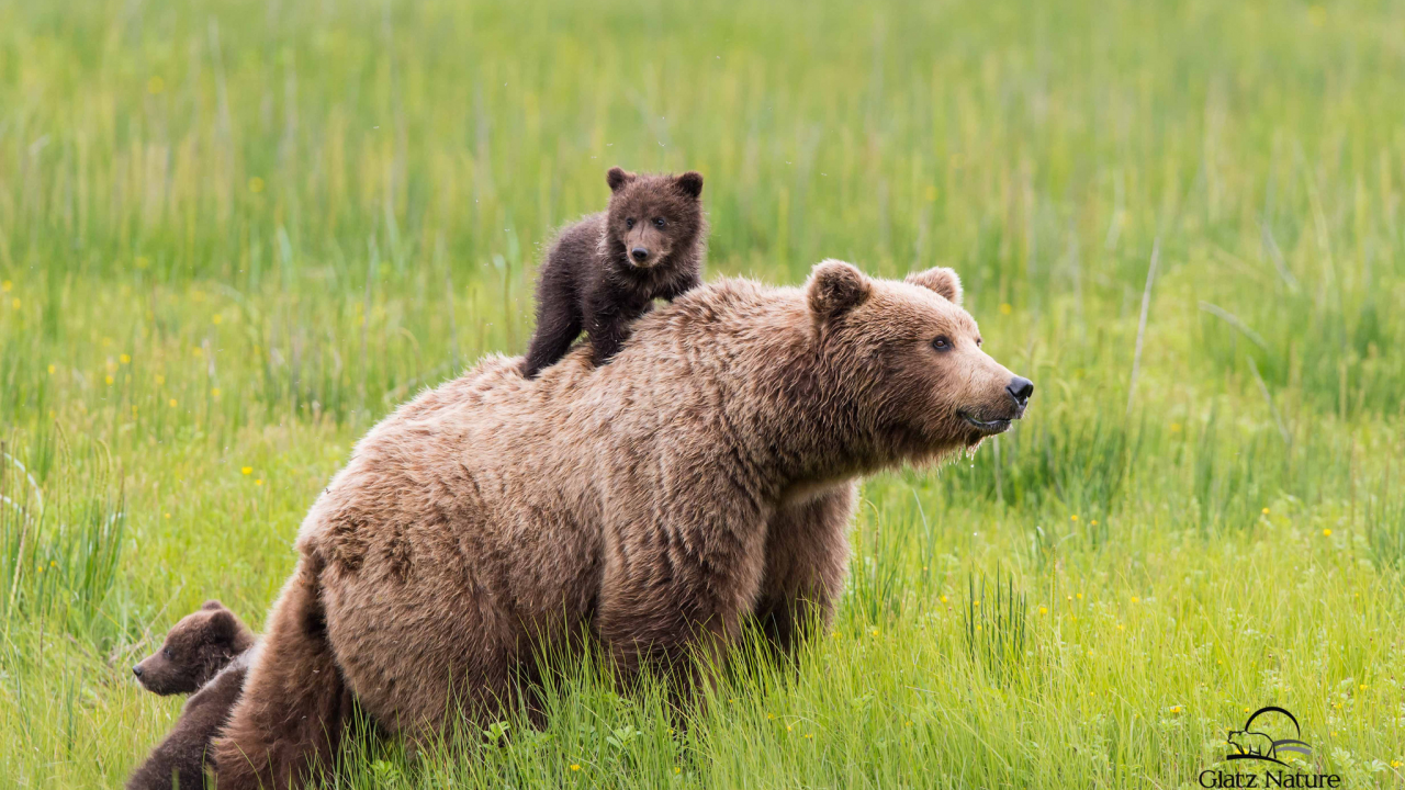 медведи, медведь, спиногрызы, семья, маленькие, трава