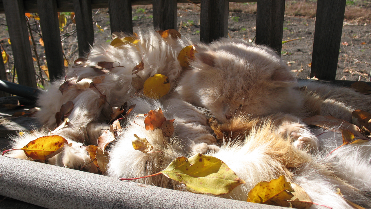 кот, кошка, листья, двор, село, сельский кот, сибирский кот, деревенский кот, спит, заваленка
