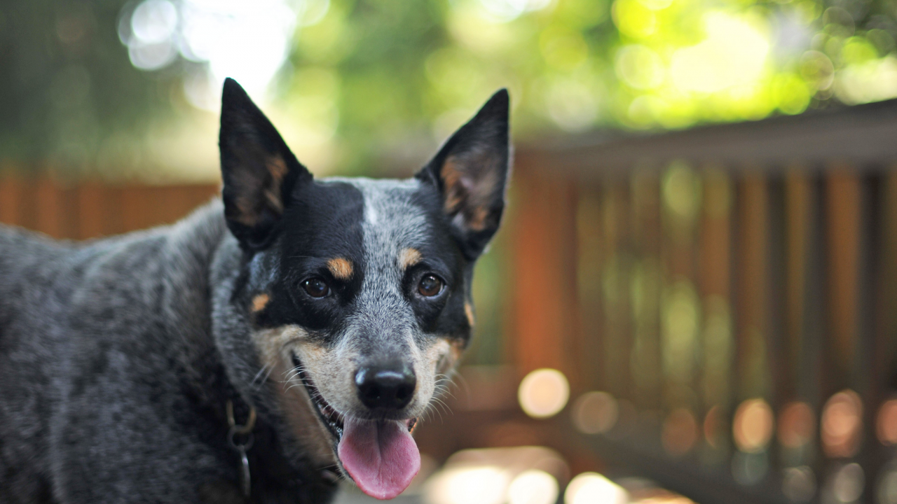 собака, взгляд, друг, боке, australian cattle dog