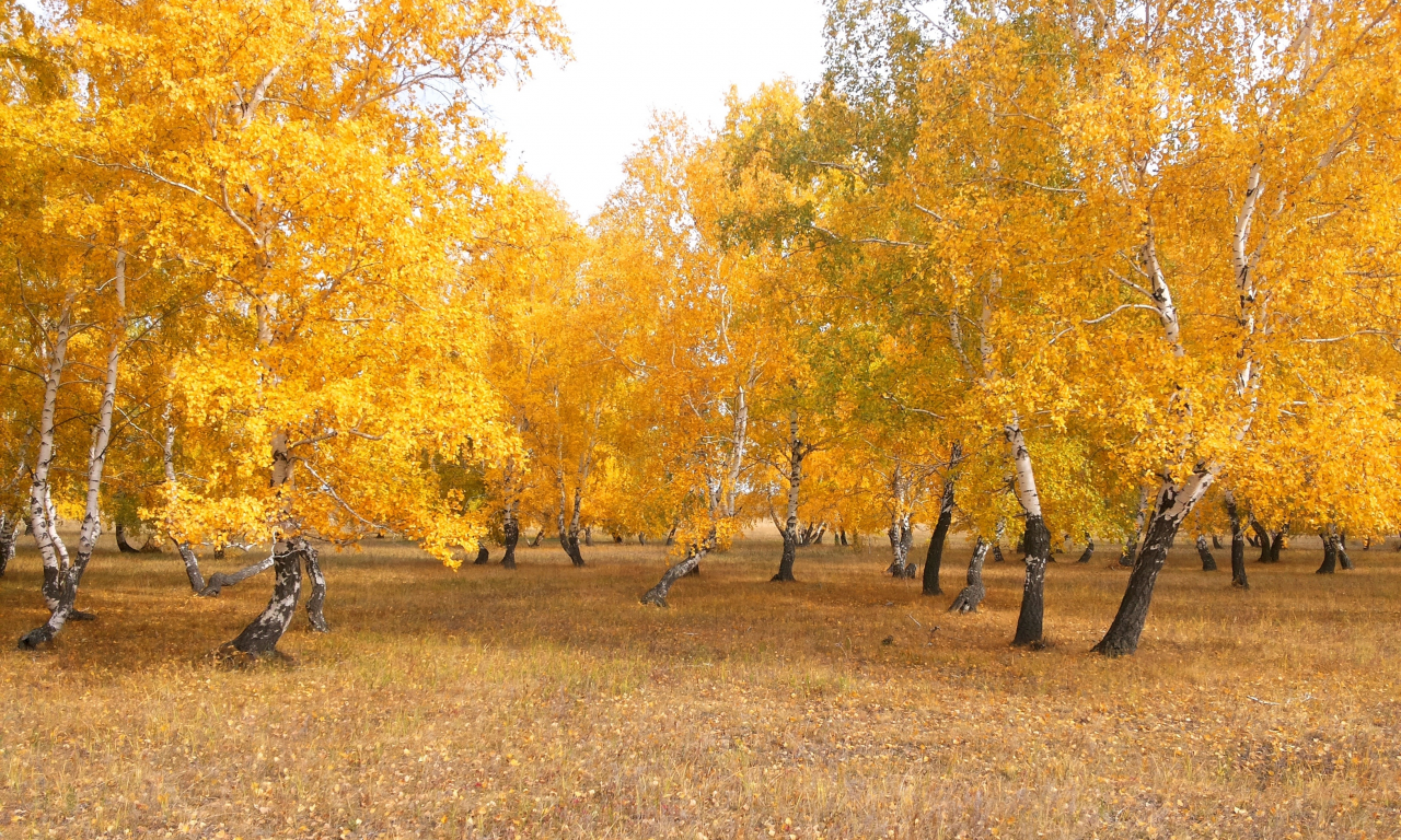 осень, лес, чимбай, береза, желтый, астана, береке, природа, казахстан