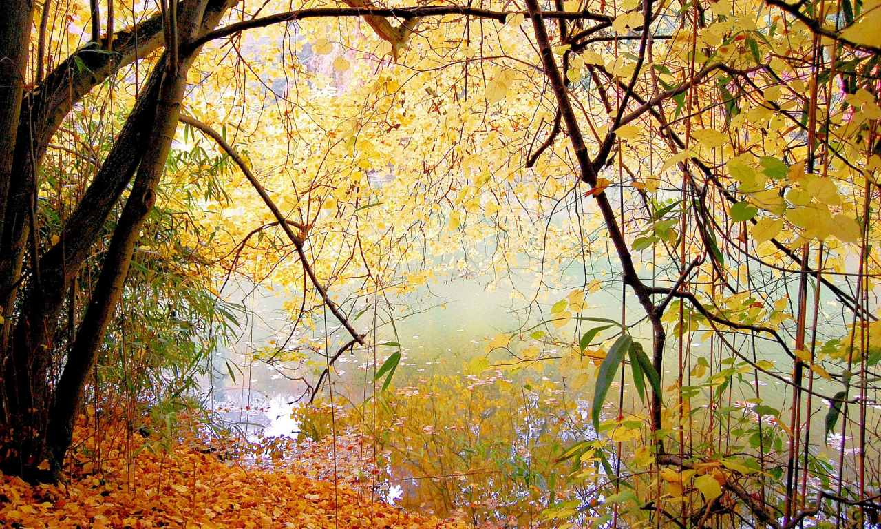 парк, озеро, осень, деревья, спокойствие, листья