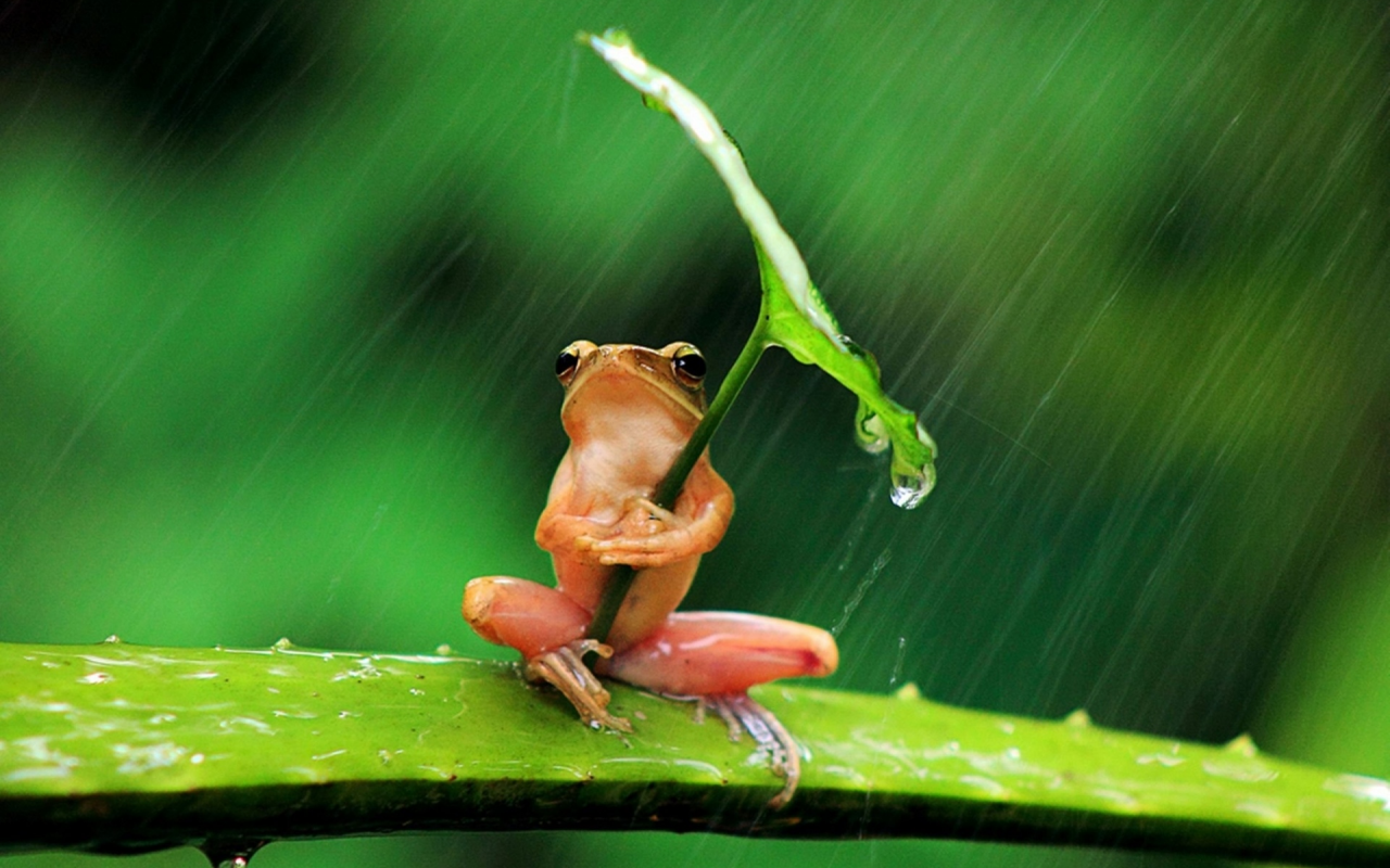 листок, лягушка, дождь, фон