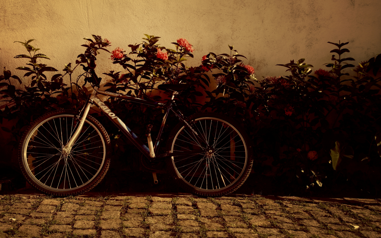 велосипед, цветочки, фон, цветы, колеса, настроения