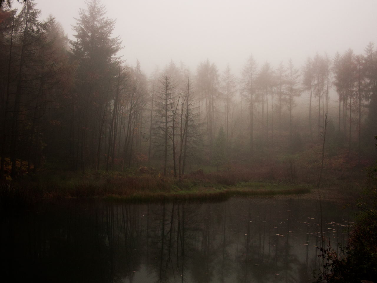 озеро, атмосферно, лес, туман, мрачно