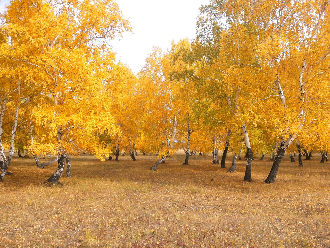 осень, лес, чимбай, береза, желтый, астана, береке, природа, казахстан