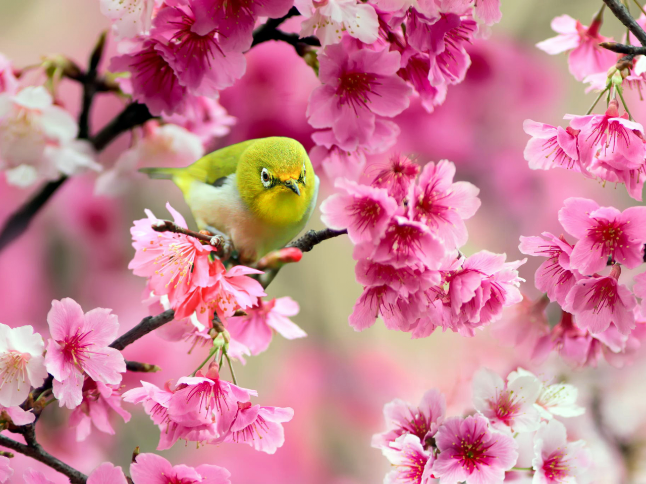 сакура, желтая, японский белый глаз, дерево, птица
