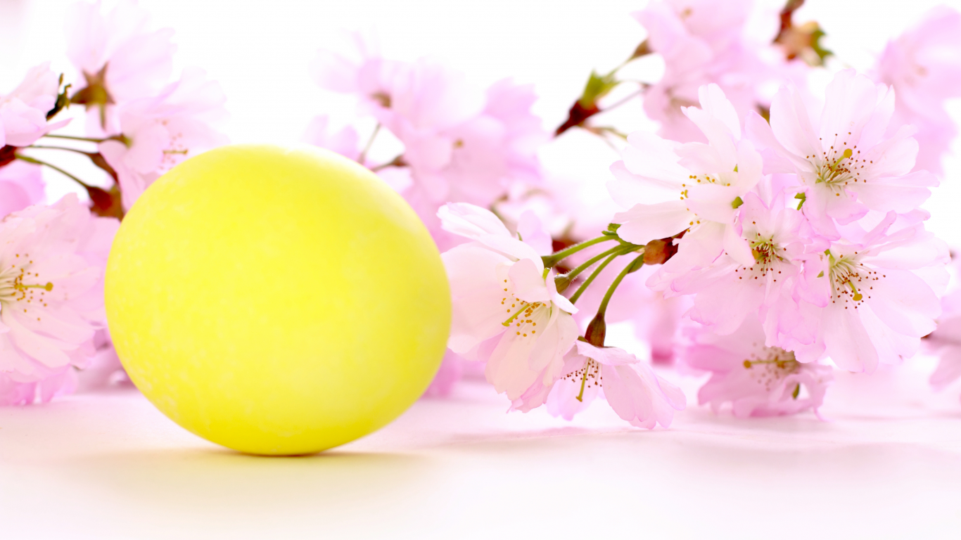 желтое яичко, пасха, вишневая веточка, праздник, цветы