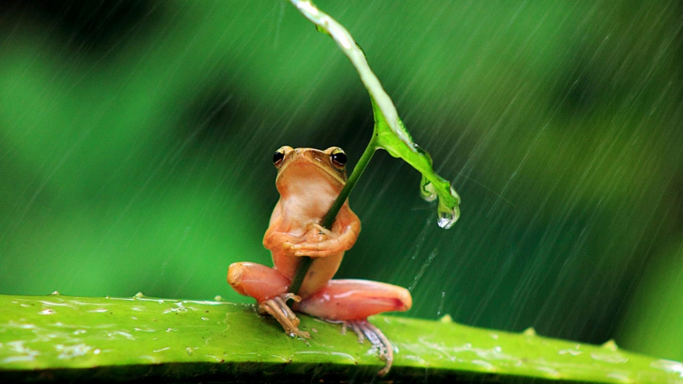 листок, лягушка, дождь, фон