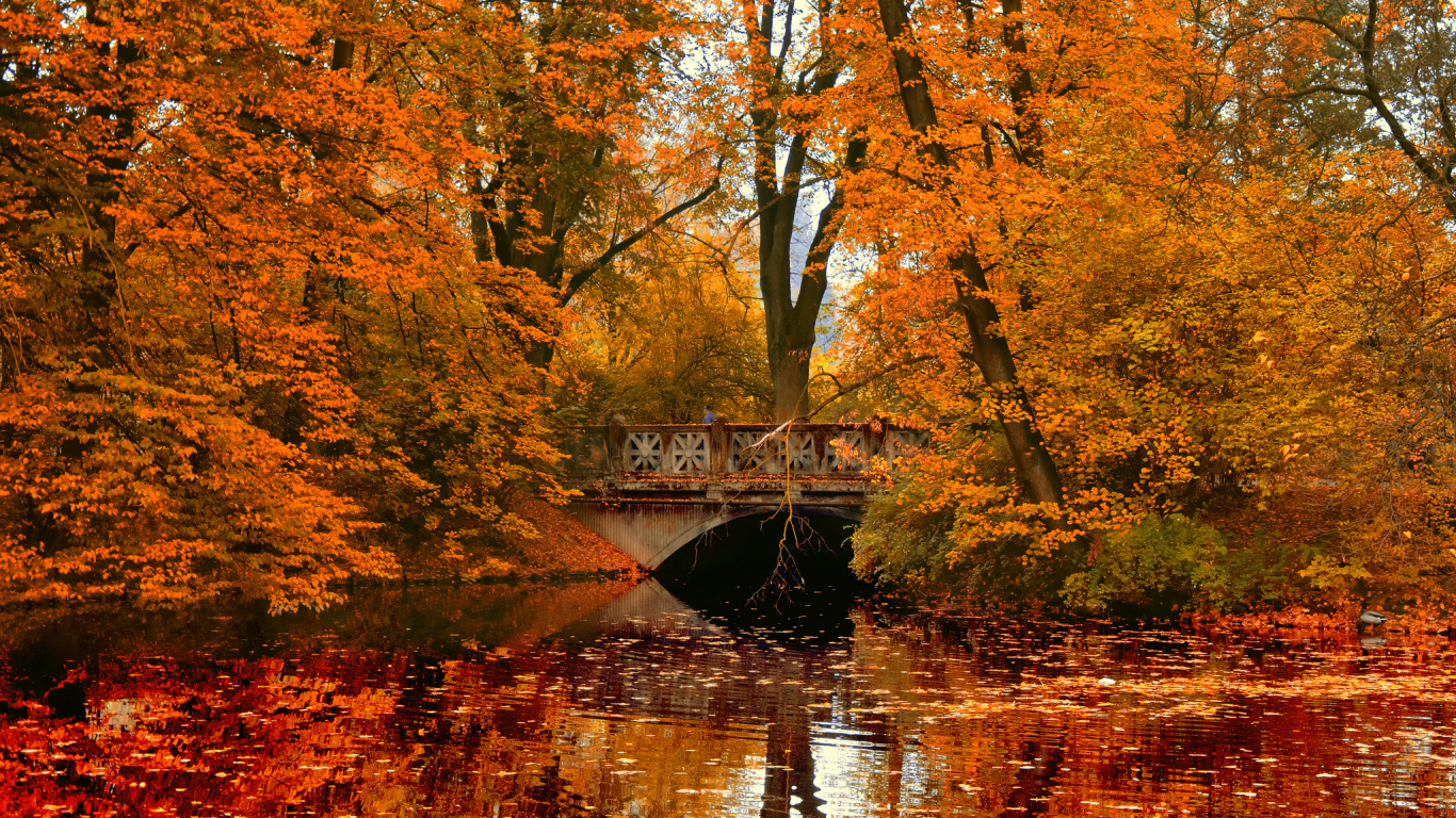 мост, парк, осень, отражение, река