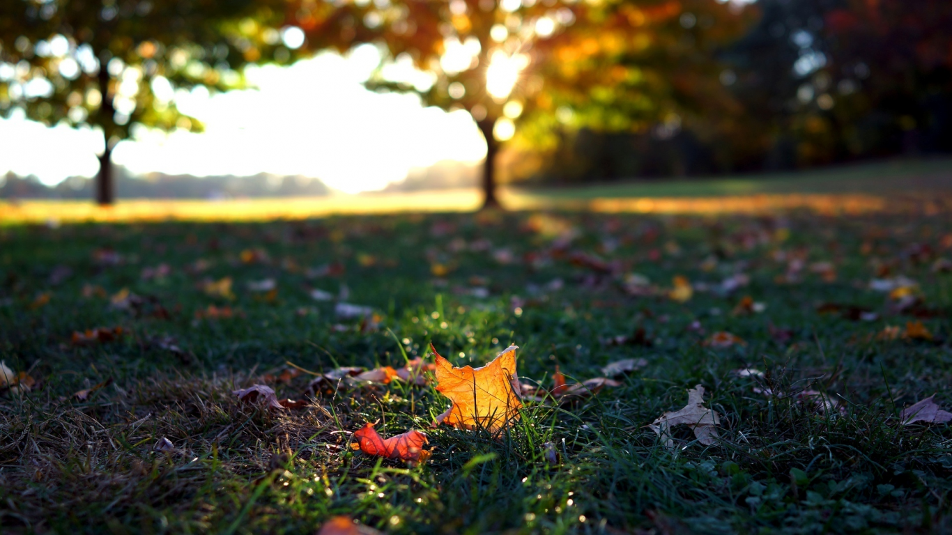 autumn, листья, листопад, макро, осень, листочки, трава