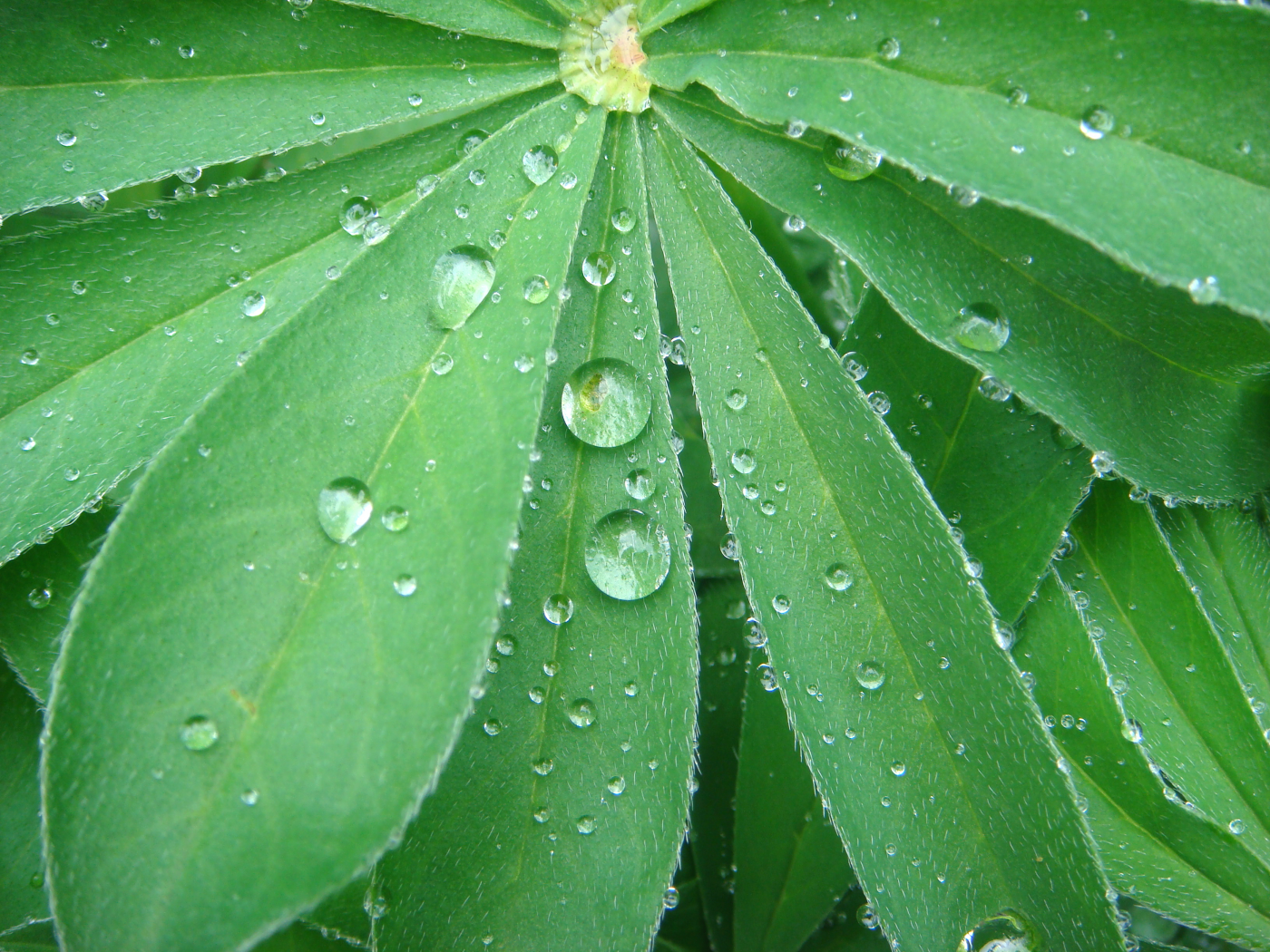 растение, цветок, люпин, лист, зеленый, капли, капля, дождь