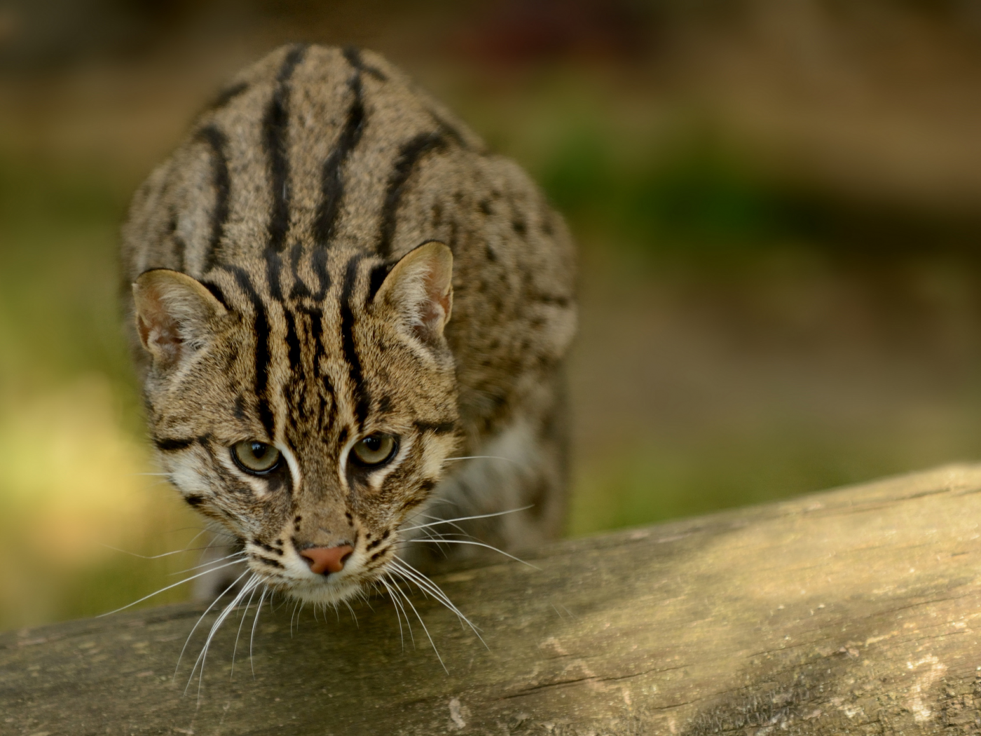 кот рыболов, рыболов, кошка, кот, fishing cat