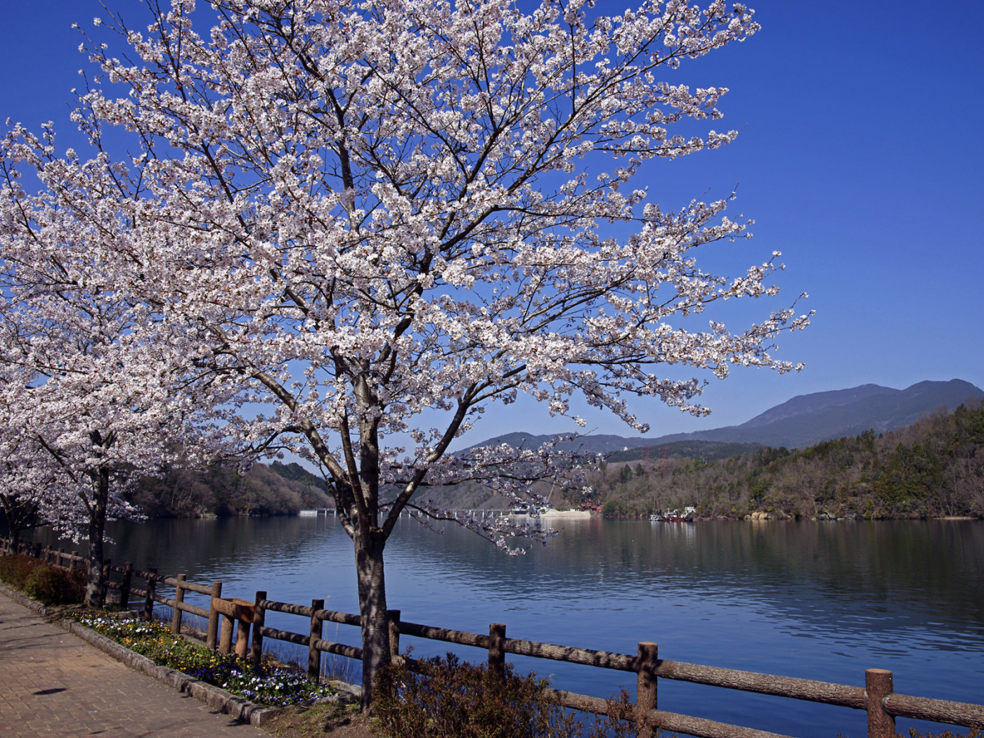 весна, япония, река, сакура