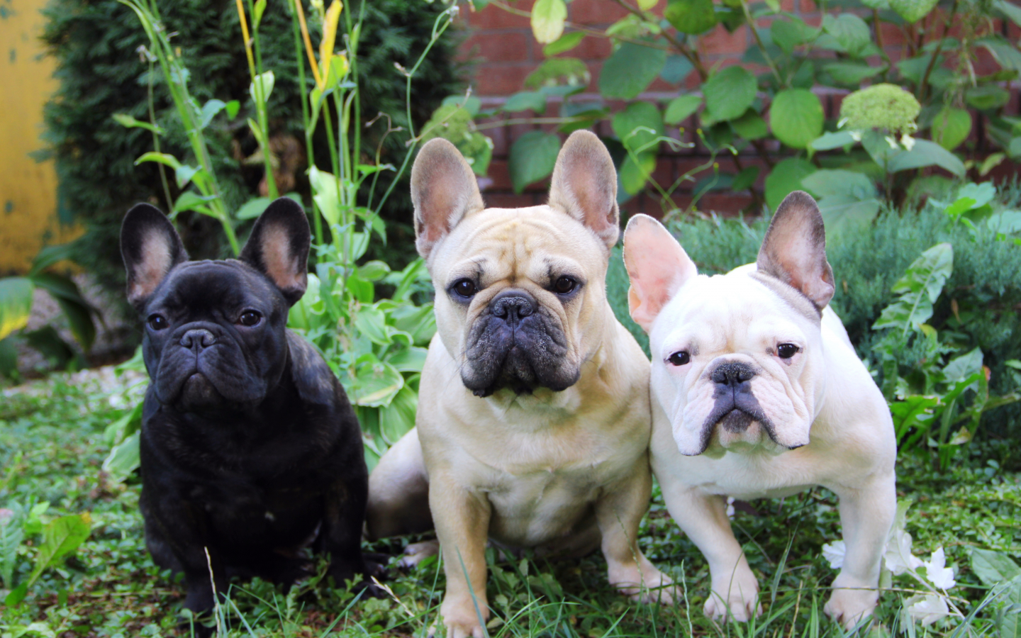 трава, три собаки, французский бульдог, french bulldog, лето