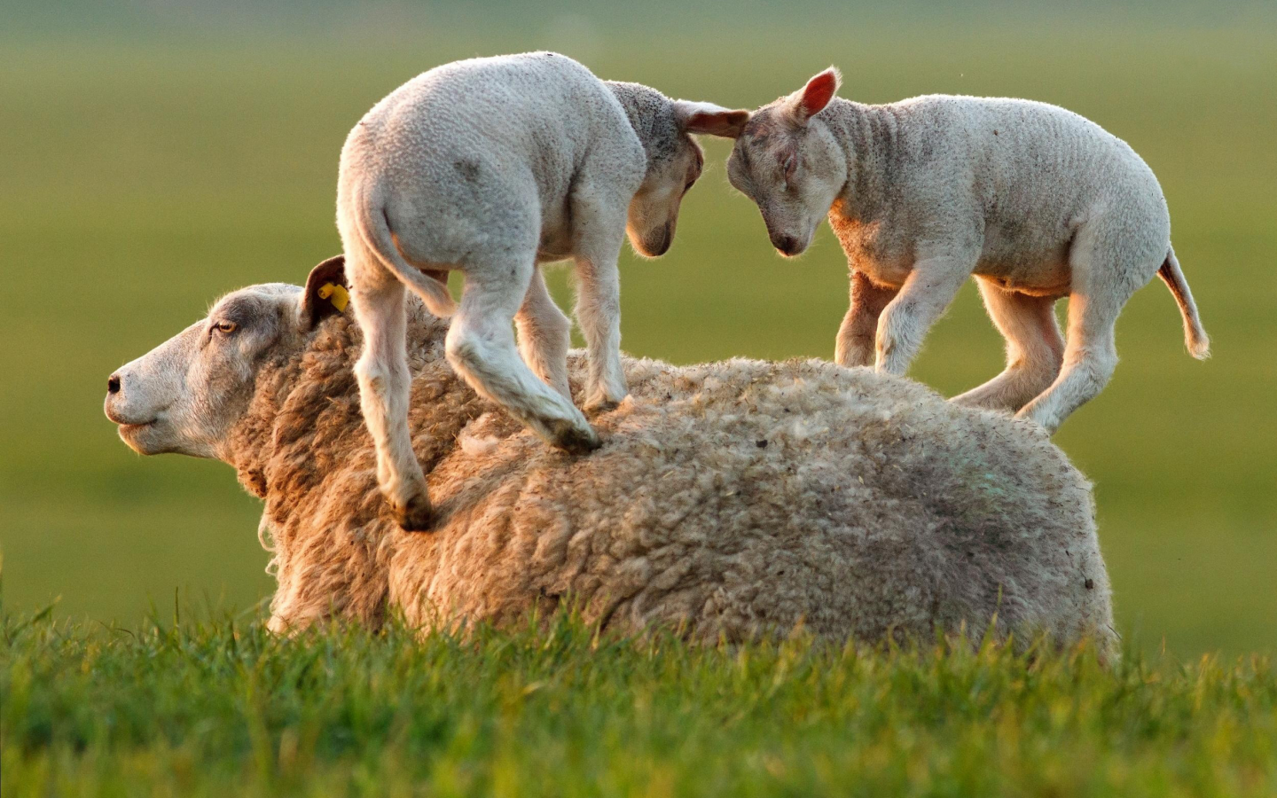 овца, игра, ягнята, трава