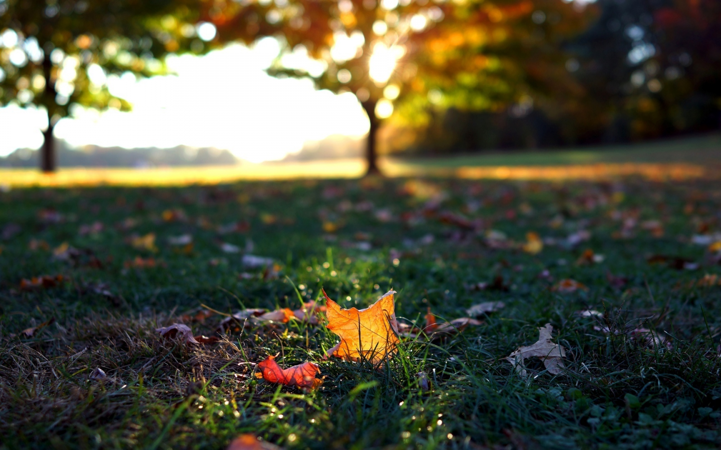 autumn, листья, листопад, макро, осень, листочки, трава