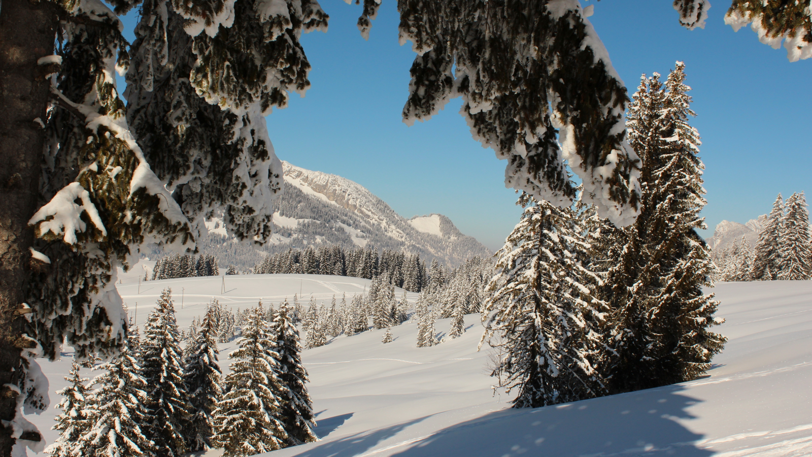 зима, швейцария, ель, деревья, lucerne, фото, снег, природа