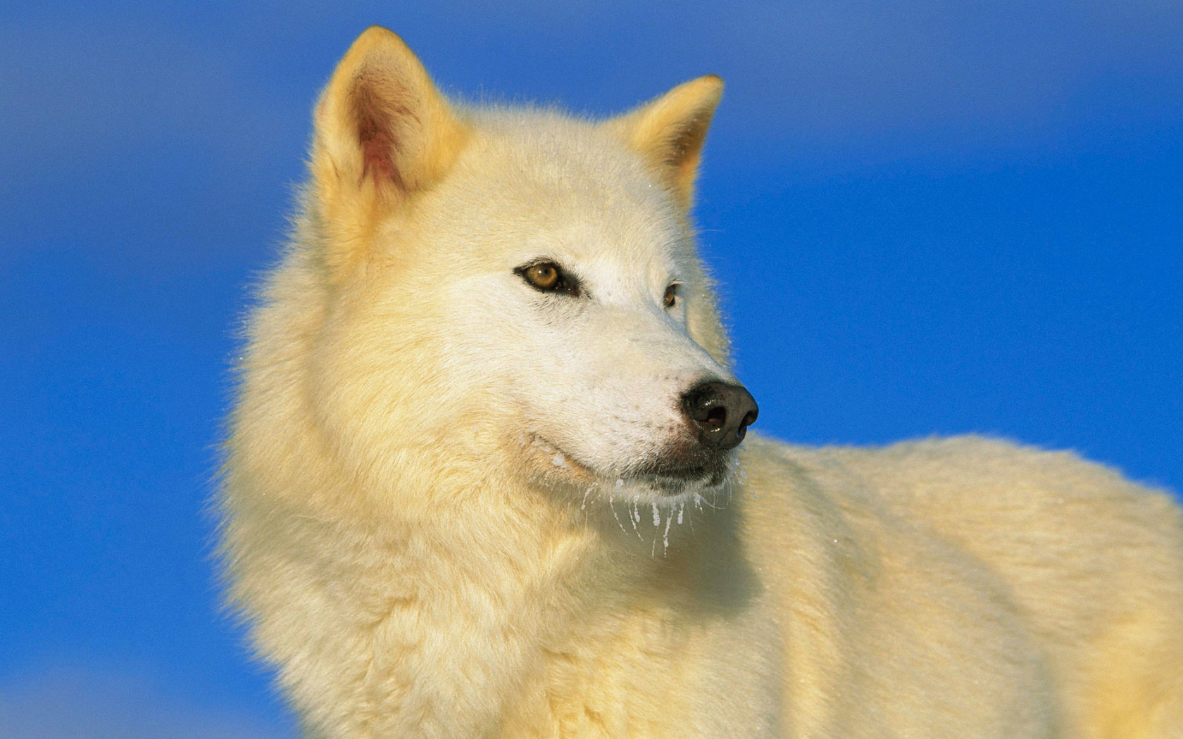 взгляд, синее, небо, белый волк, хищник