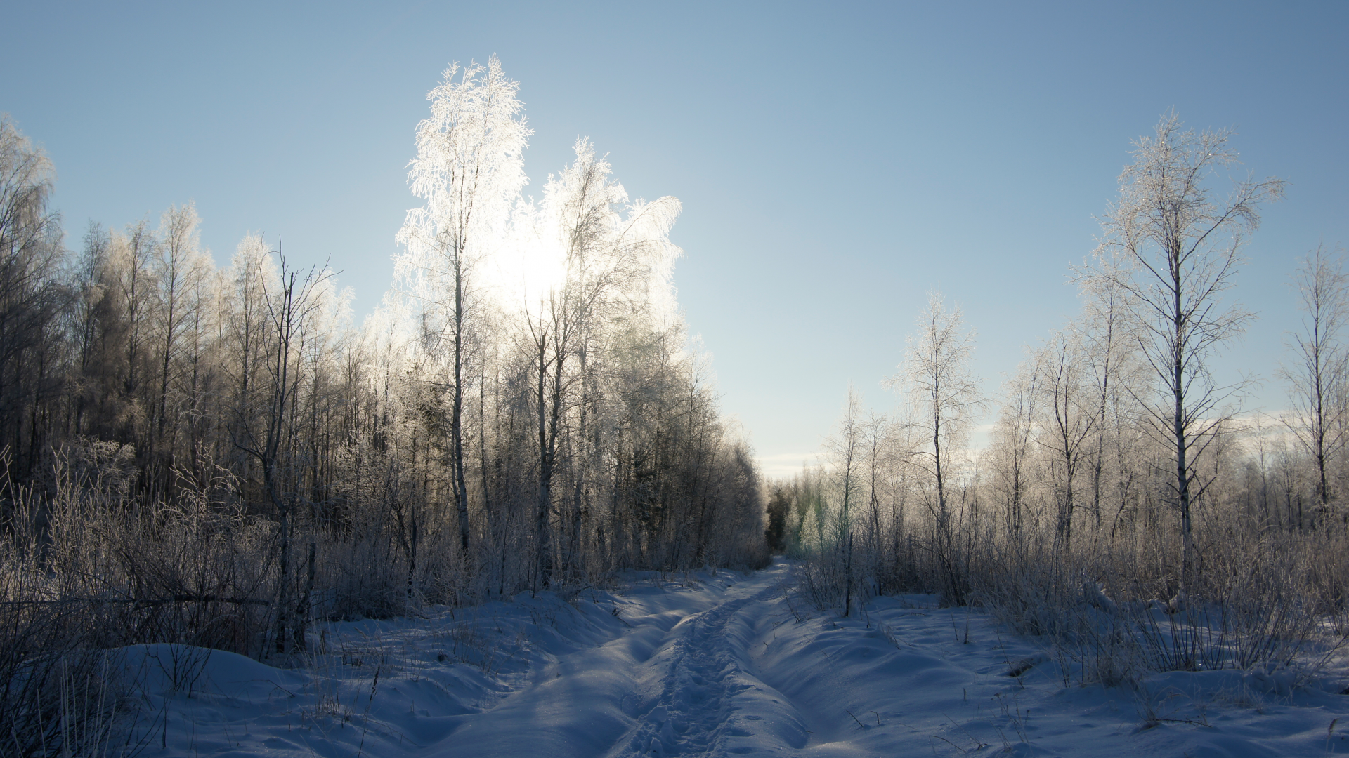 лес, мороз, иней, деревья, снег, небо, зима, солнце